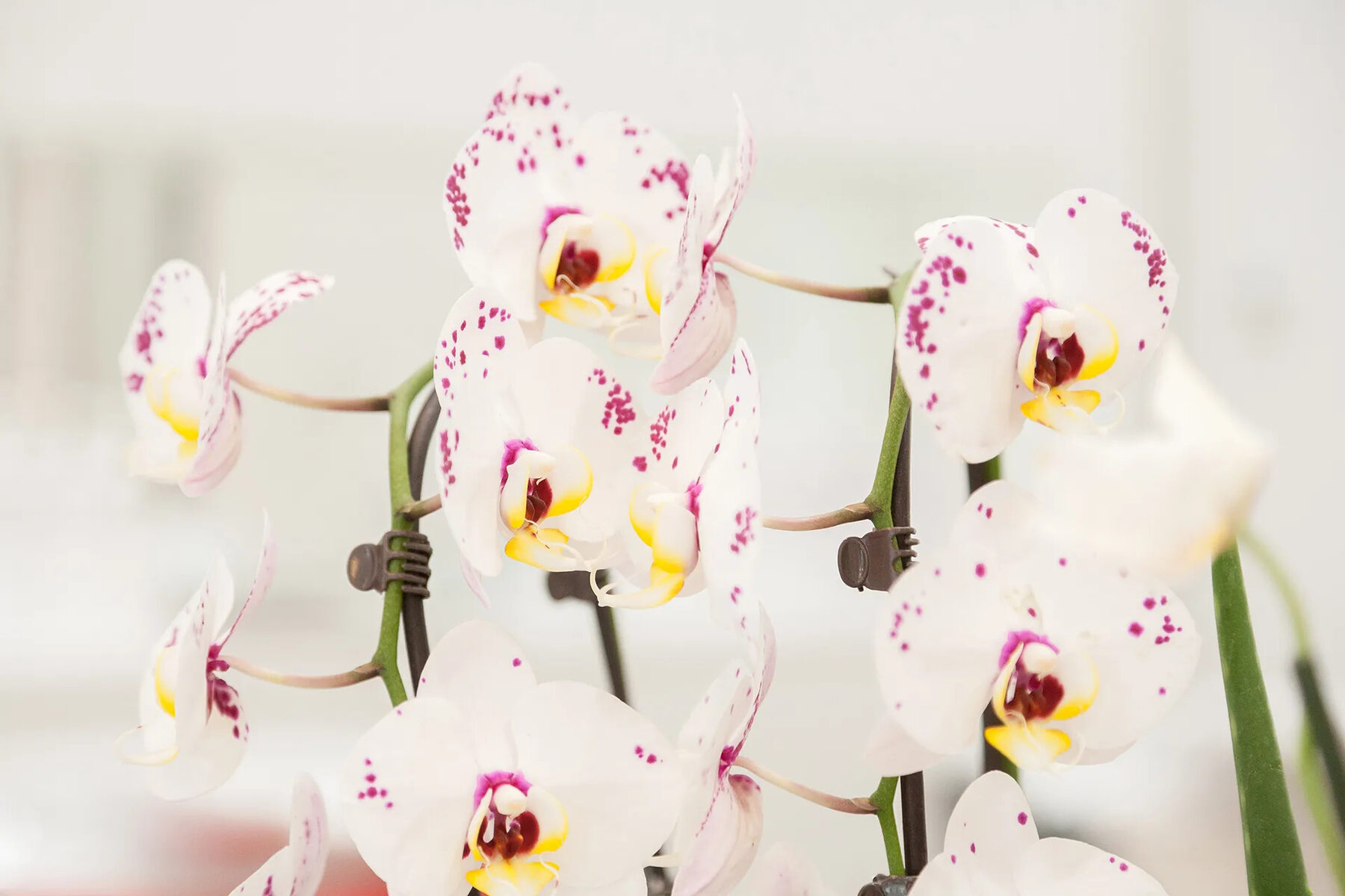 Witte orchideeën in de salon